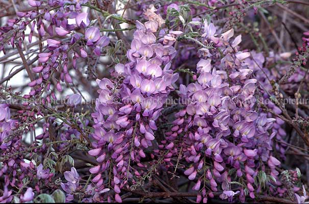 Wisteria Sinensis